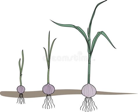 Ciclo De Vida Del Ajo Etapas Consecutivas Del Crecimiento Del Bulbil A