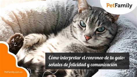 Cómo interpretar el ronroneo de tu gato señales de felicidad y