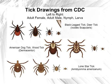 Dog Tick Vs Deer Tick