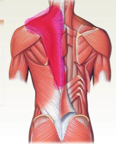 Back Axial Muscles Flashcards Quizlet