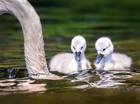 What Do Swans Eat? (And What Not to Feed Them?) | Birdfact