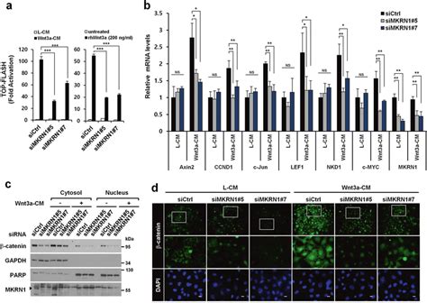 Mkrn Ablation Suppresses Wnt Catenin Signaling A Effects Of Mkrn