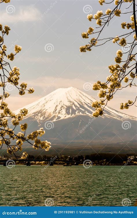 Cherry Blossom in Mount Fuji Area at Kawaguchiko, Tokyo Japan. Stock ...