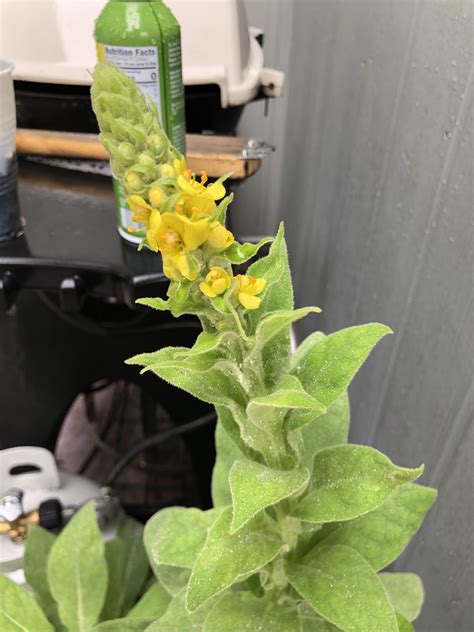 Mullein flowers ! : r/druggardening