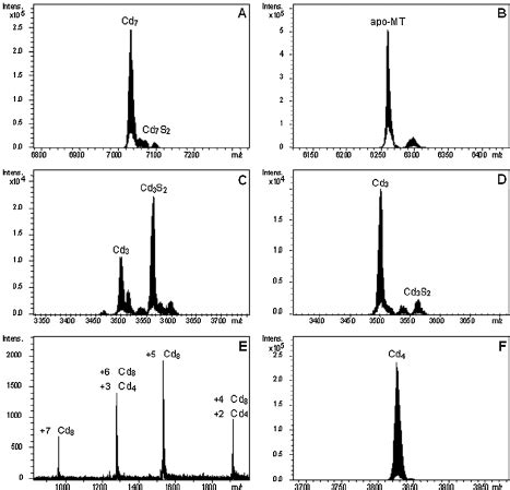 Deconvoluted ESI MS Spectra Of The MMT2 In Vivo Preparations And Its