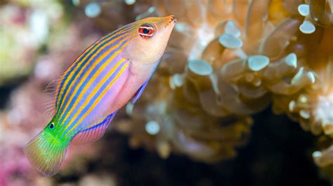 Descubre Los Mejores Peces Limpiadores Del Mundo