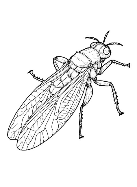 The Simple Cicada Coloring Page Free Printable Coloring Pages