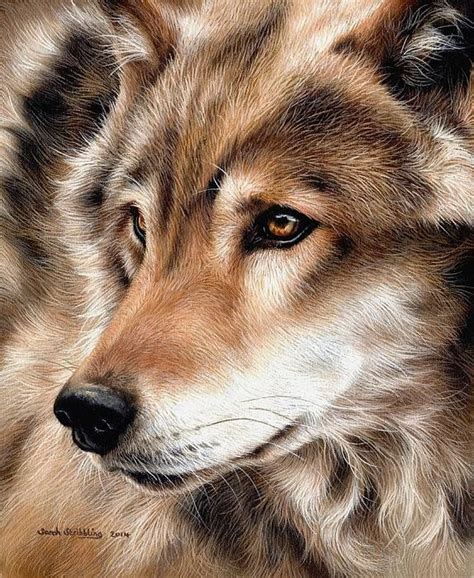 Grey Wolf Art Print By Sarah Stribbling Wildlife Art Wolf Art Print