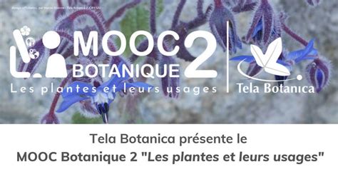 MOOC Botanique 2 Les Plantes Et Leurs Usa