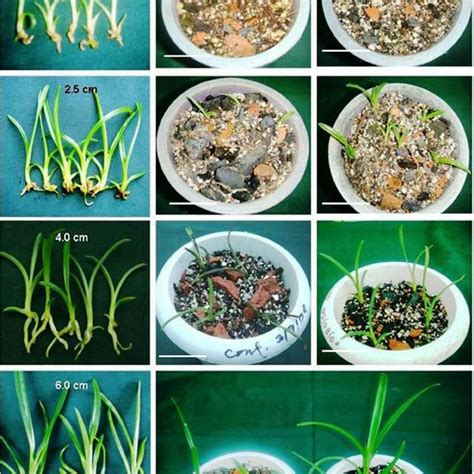 In Vitro Raised Seedlings Growing In Pots Under Greenhouse Conditions Download Scientific