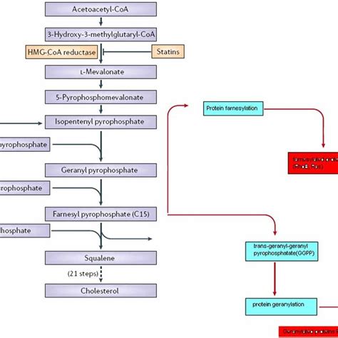 The cholesterol synthesis pathway and protein prenylation. | Download Scientific Diagram