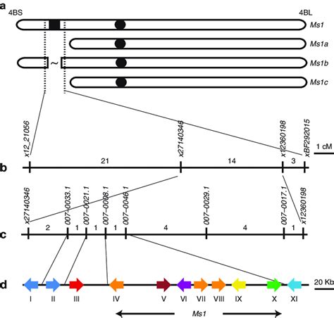 Map Based Cloning Of The Male Sterility 1 Locus On Chromosome 4bs Ms1