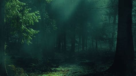 Download wallpaper 1920x1080 forest, fog, trees, shadows, light full hd ...