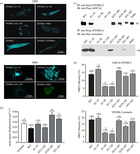 The N Terminal Hydrophobic Domain Of STOML3 Is Required For