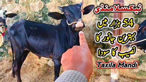 Today Taxila Mandi Latest Update August Naseeb Ka Soda Youtube