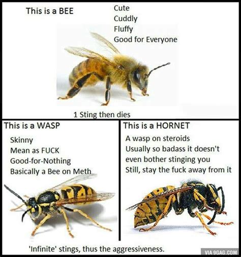 How To Tell The Difference Between A Bee A Hornet And A Wasp Bee