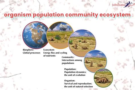 Population Ecosystem