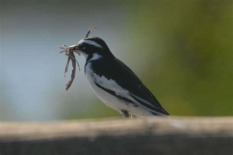 Pied Wagtail (2) – BirdLife eThekwini KZN