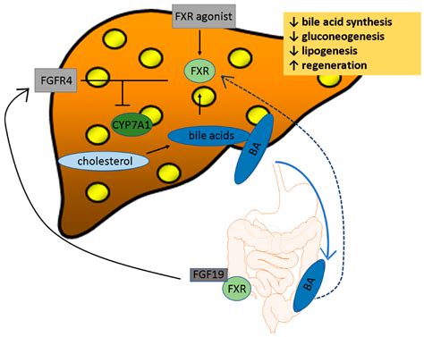 Cells Free Full Text Why Bile Acids Are So Important In Non