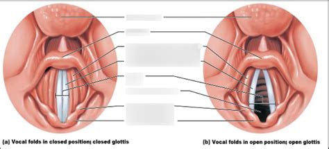 Vocal Folds Diagram | Quizlet