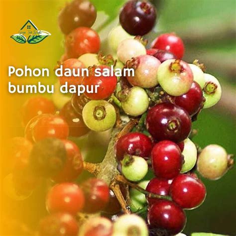 Cod Bibit Tanaman Pohon Daun Salam Bumbu Dapur Bibit Pohon Salam Buah