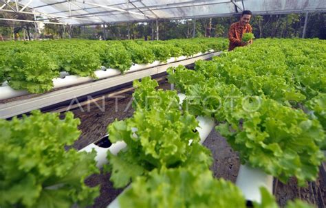 Petani Sayuran Hidroponik Terdampak Fenomena El Nino Antara Foto