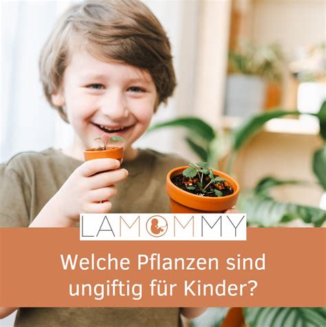 Pflanzen F Rs Kinderzimmer Pflegeleichte Zimmerpflanzen