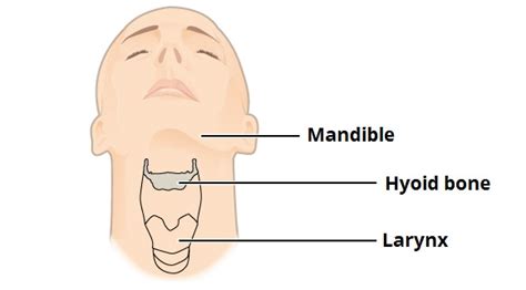 Hyoid Bone - Function, Location, Structure and Pictures