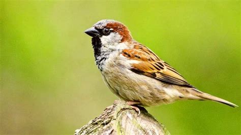 Arti Mimpi Tentang Burung Pipit Ada Pertanda Masalah Ada Juga