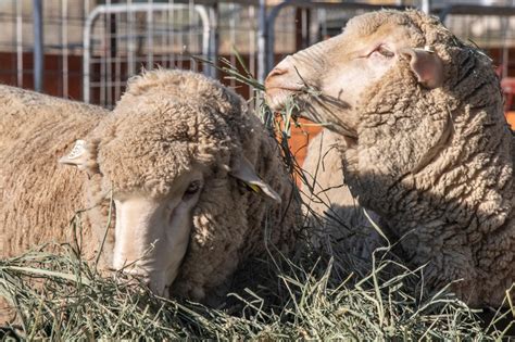 two sheep happily eating hay two sheep happily eating hay - Classroom ...