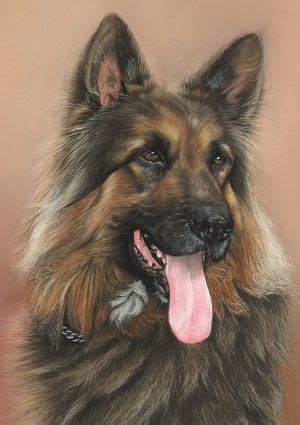 22 best Pencil Drawings of dogs images on Pinterest