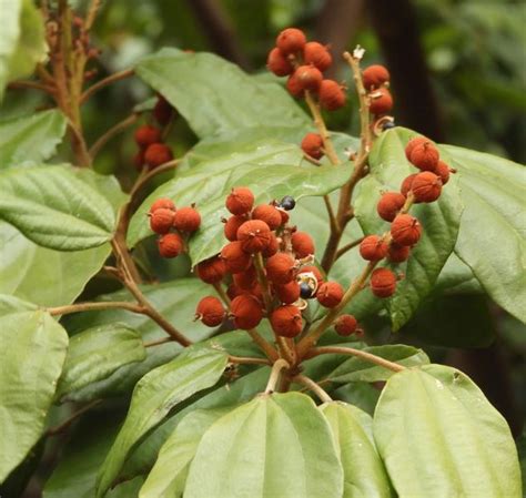 Mallotus Philippensis Red Kamala Tube Stock Tree Arbor Supplies