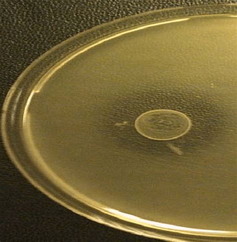 Isolation Of Bacteriocin Producing Lactic Acid Bacteria From Buttermilk