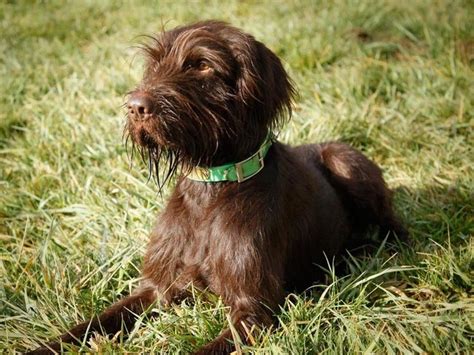 Pudelpointer Info, Temperament, Puppies, Pictures | Puppies, Dog breeds ...