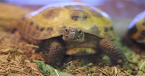 How To Set Up A Russian Tortoise Habitat