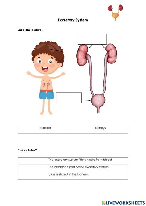 Excretory System Free Exercise Live Worksheets Worksheets Library