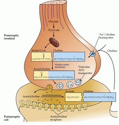 Acetylcholin Der Neurotransmitter für optimalen Fokus