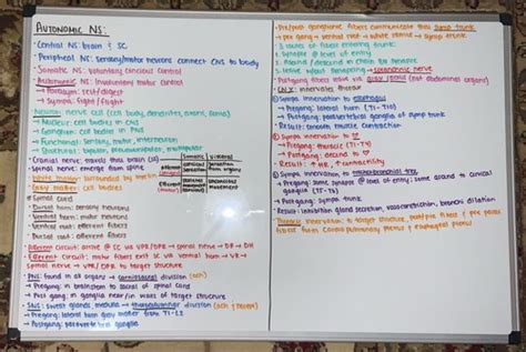 Autonomic NS Flashcards Quizlet