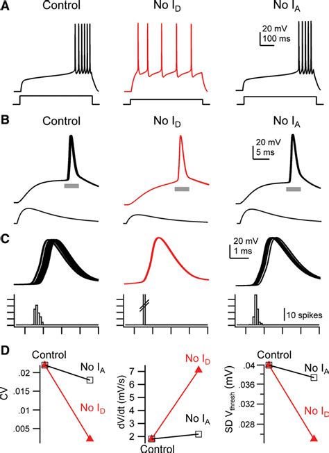 Stochastic Hodgkin Huxley Model Of A CA3 Pyramidal Neuron Reproduces