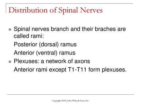 Chapter 13 The Spinal Cord And Spinal Nerves Ppt Download