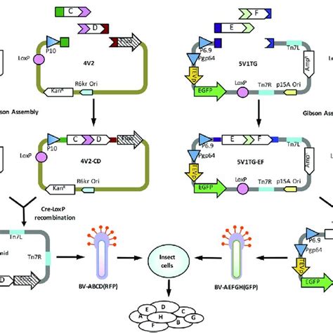 Pdf Smartbac A New Baculovirus System For Large Protein Complex