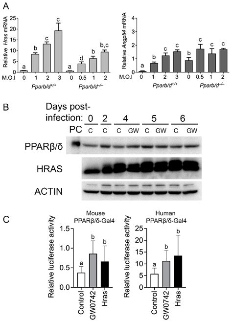 Biomolecules Free Full Text Activation Of Peroxisome Proliferator