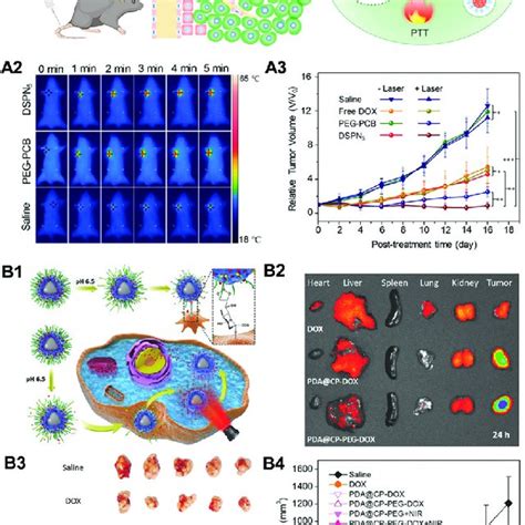 Schematic Illustrating The Passive Cellular Targeting Epr Effect And