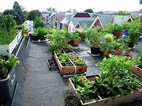 Rooftop Edible Gardens Hawk Haven