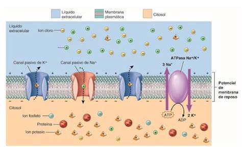 Potenciales De Membrana Incluyendo Los Iones