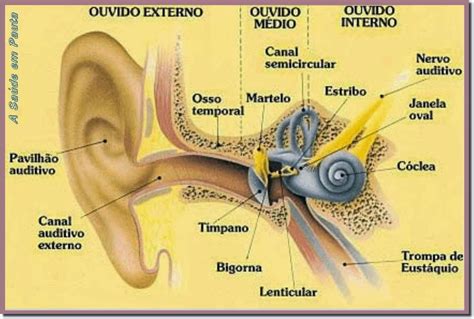 O Ouvido A Audi O E O Equil Brio Como Funciona Nosso Sistema