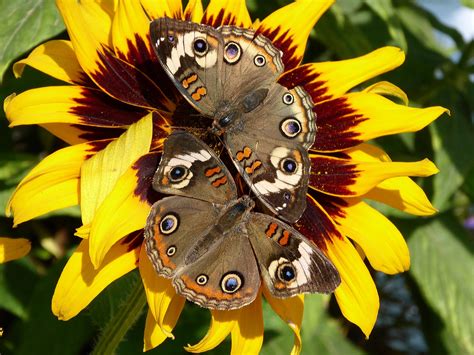 Two Butterflies On Sunflower Free Stock Photo - Public Domain Pictures