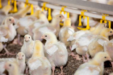 3 Cara Ternak Ayam Kampung Organik yang Baik dan Benar