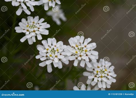 Vita Blommor P V Ren Arkivfoto Bild Av Blomma Floror