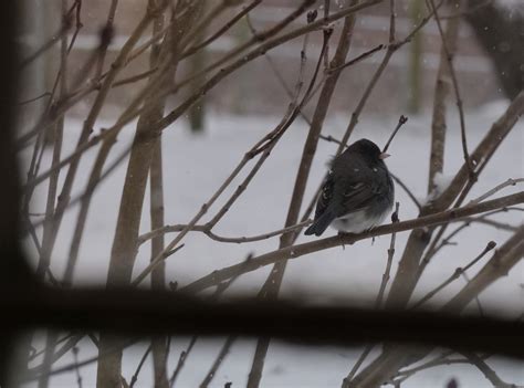 tips for bird breathing fast indoors 8